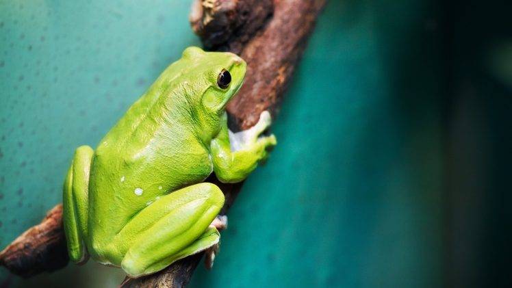 frog, Animals, Amphibian HD Wallpaper Desktop Background