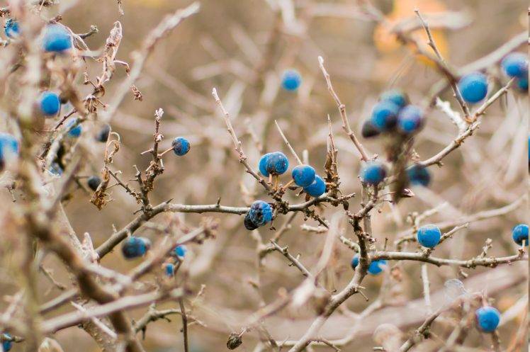 twigs, Nature, Berries, Depth Of Field HD Wallpaper Desktop Background