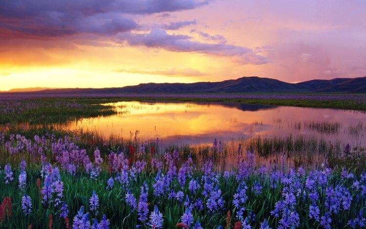 landscape, Nature, Clouds, Sunset, Pond, Flowers, Reflection, Hill HD Wallpaper Desktop Background
