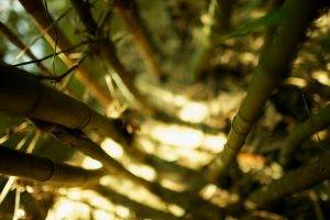 bamboo, Depth Of Field, Nature, Sunlight, Bokeh