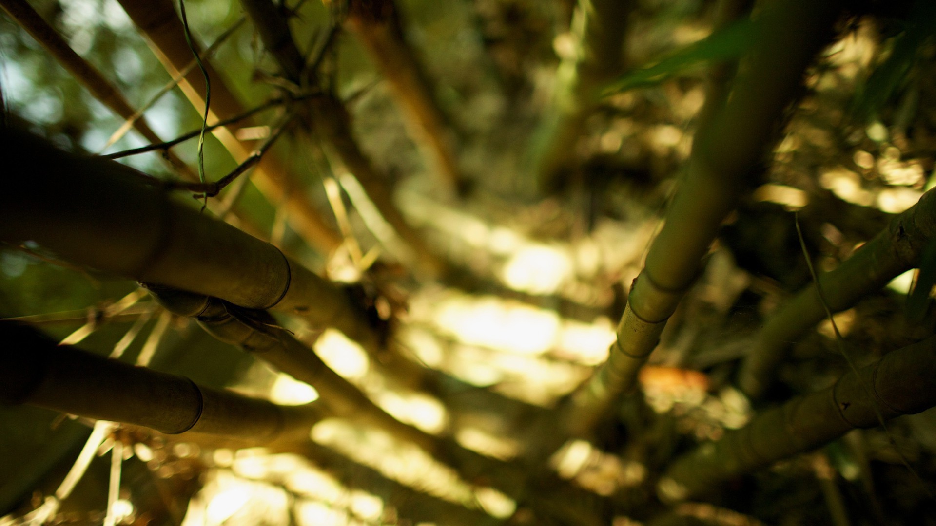 bamboo, Depth Of Field, Nature, Sunlight, Bokeh Wallpaper