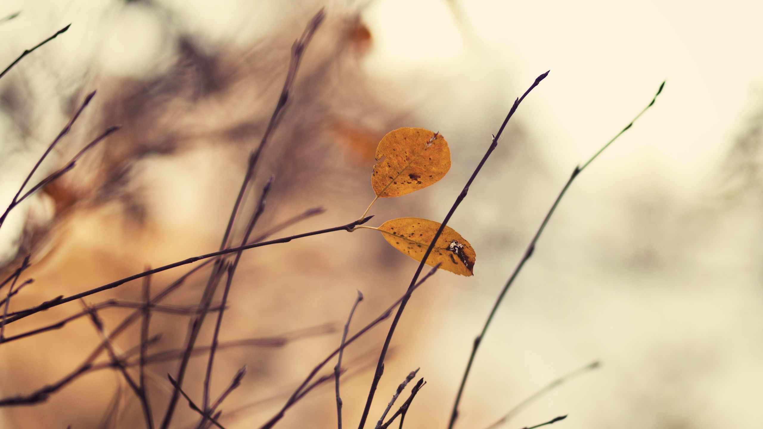 nature, Plants Wallpaper