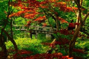 nature, Japanese Maple