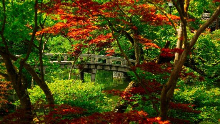 nature, Japanese Maple HD Wallpaper Desktop Background