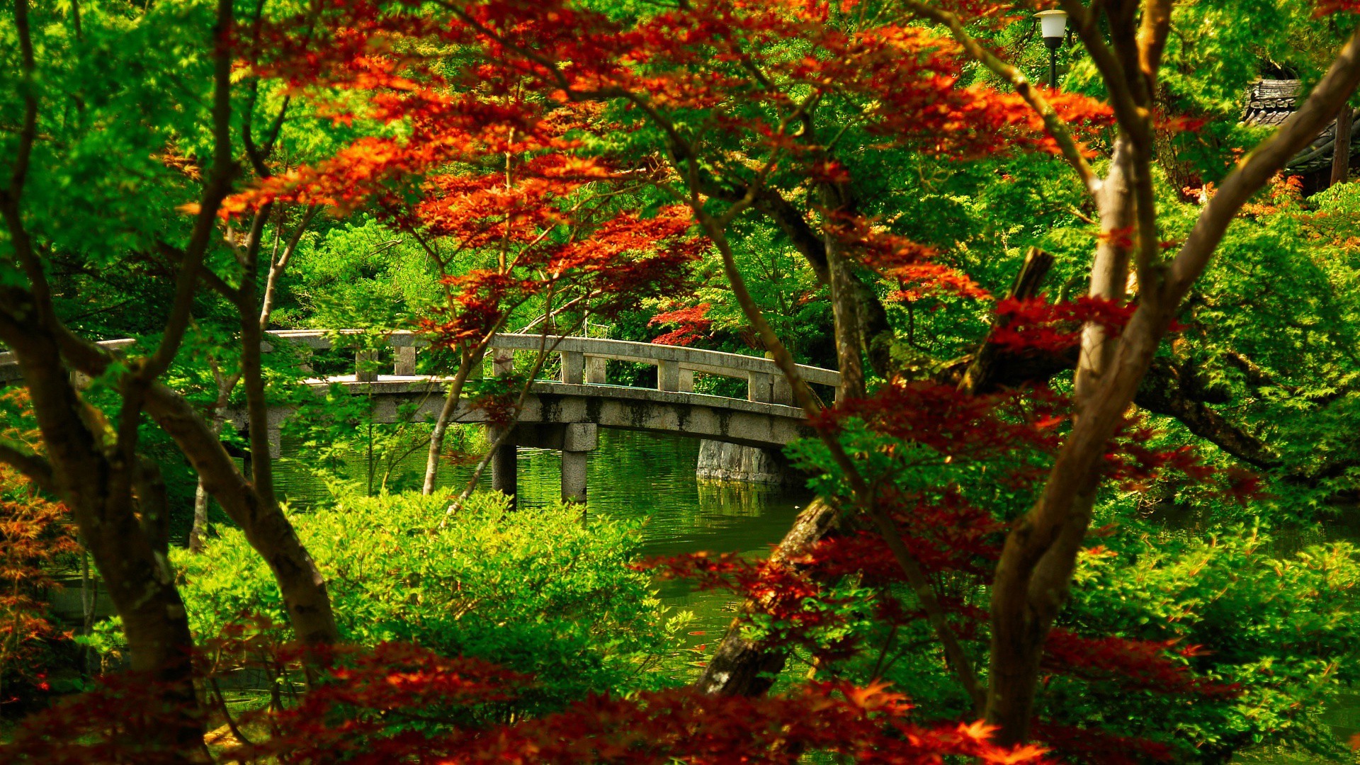 nature, Japanese Maple Wallpaper