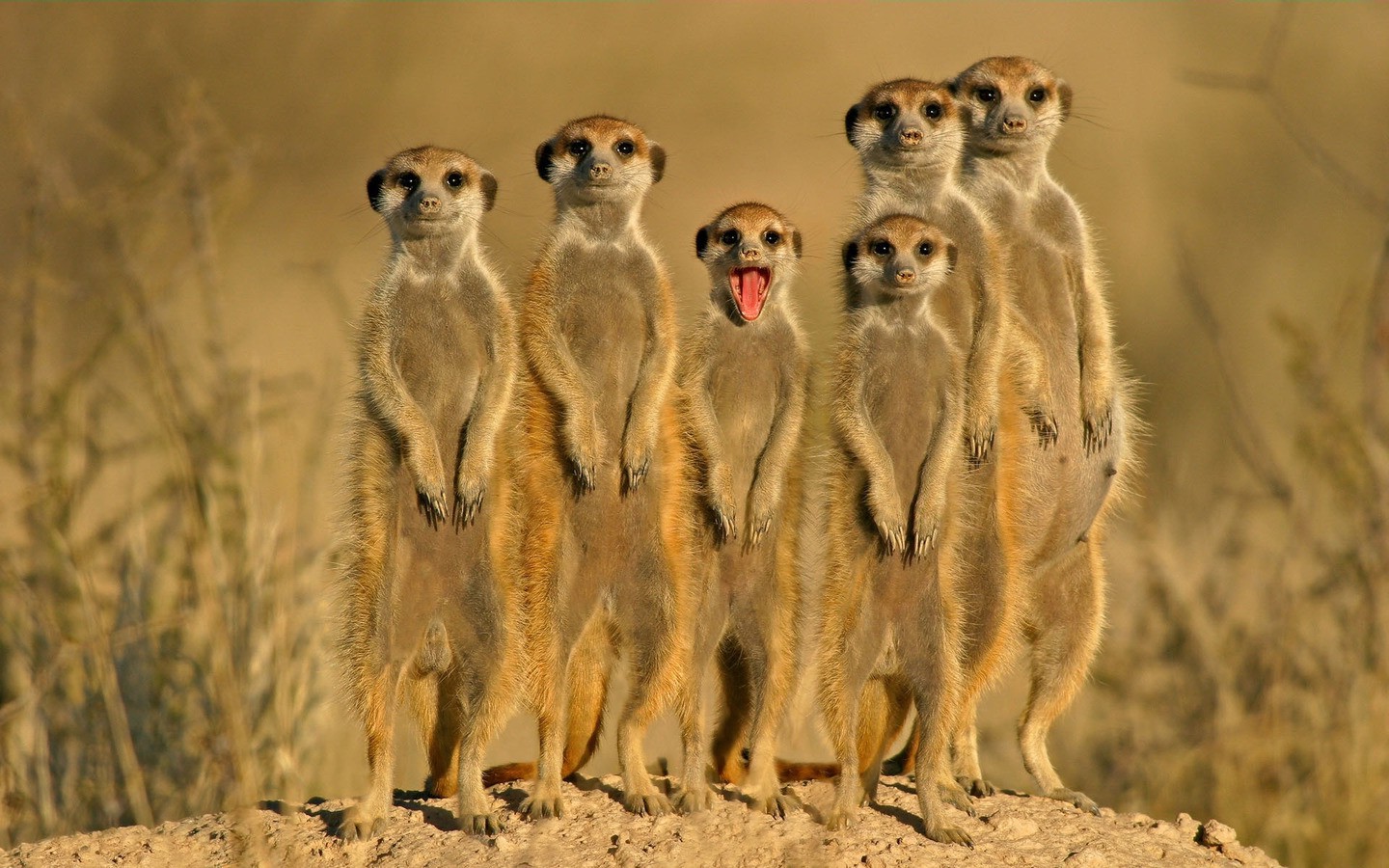 animals, Meerkats Wallpaper