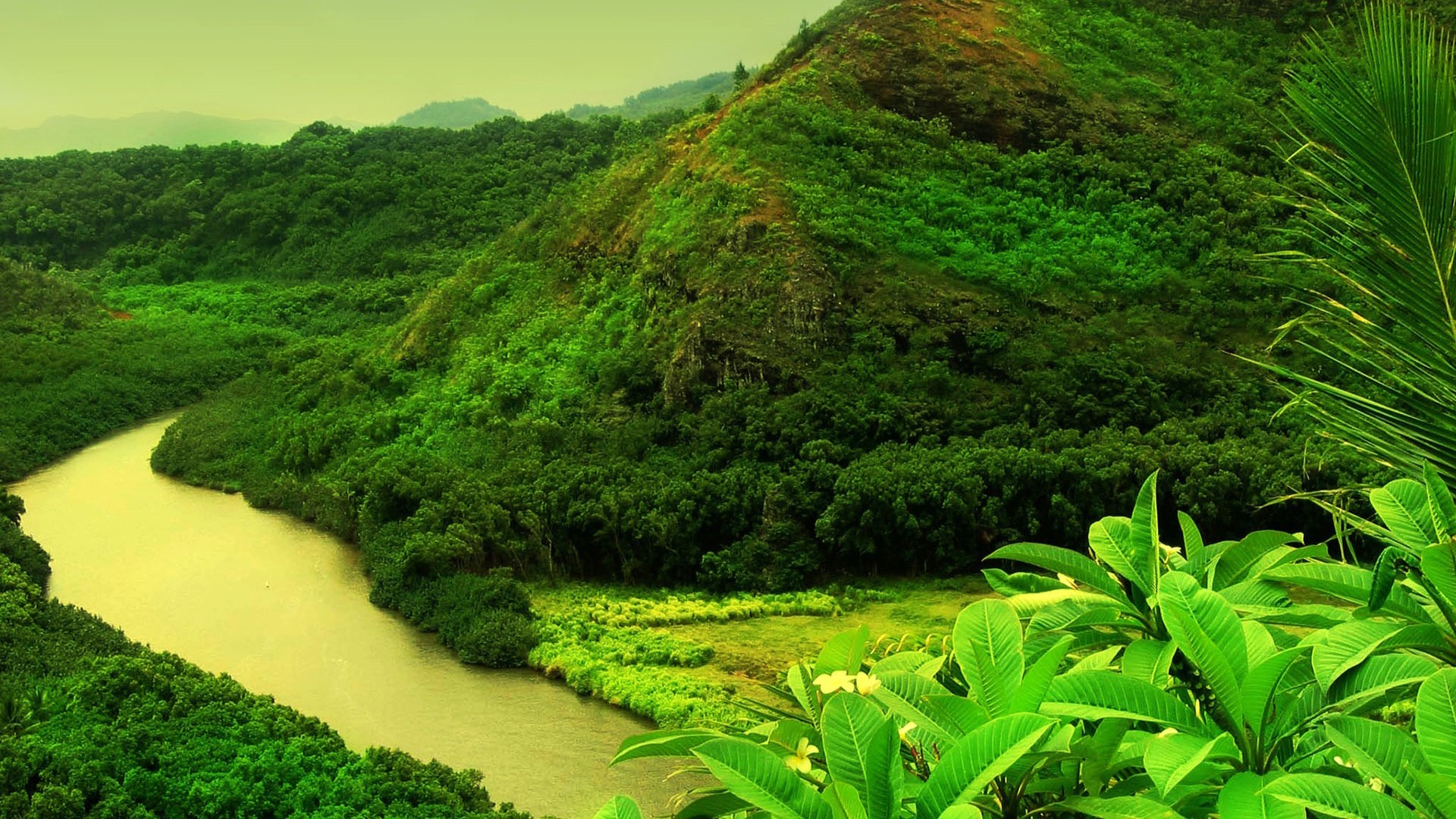 nature Wallpaper