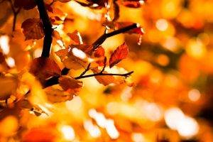 nature, Fall, Leaves, Depth Of Field, Bokeh