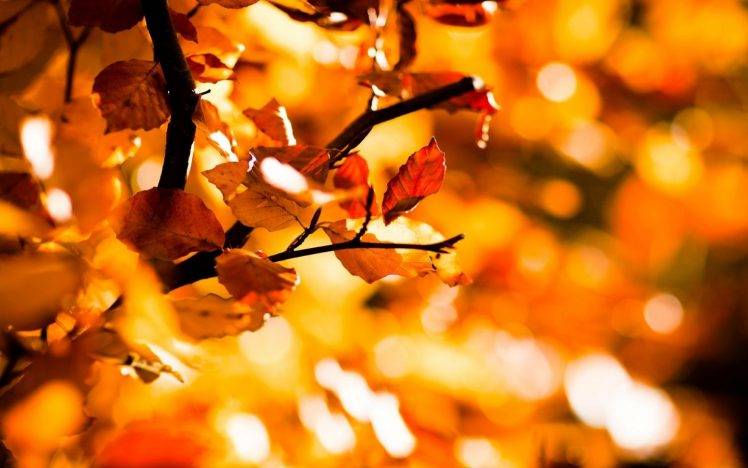 nature, Fall, Leaves, Depth Of Field, Bokeh HD Wallpaper Desktop Background