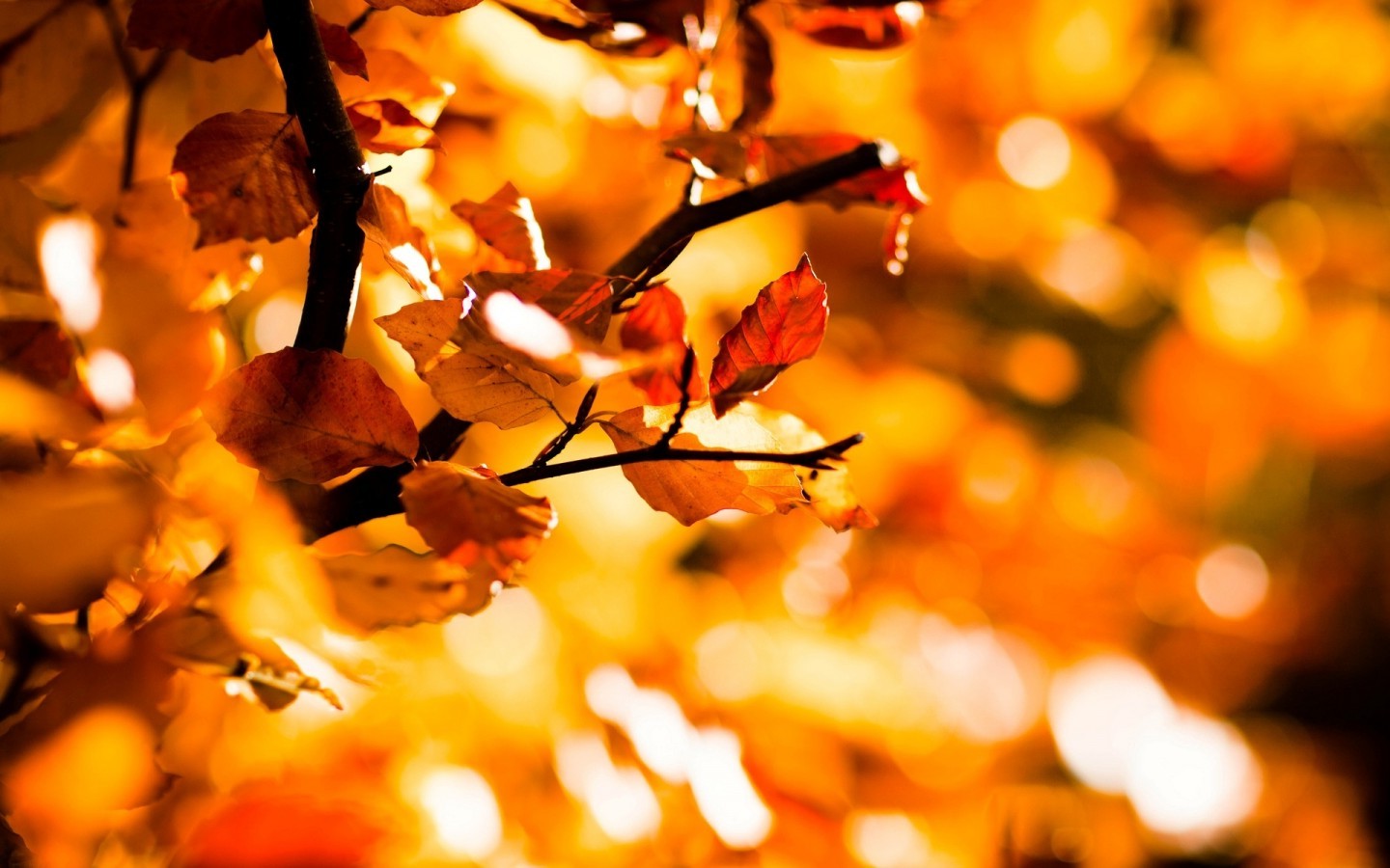 nature, Fall, Leaves, Depth Of Field, Bokeh Wallpaper