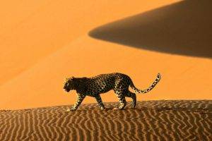 Namibia, Sand, Dune, Leopard, Animals