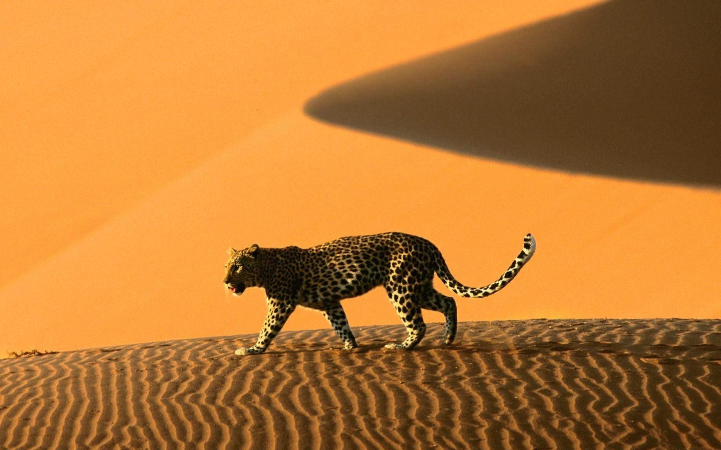 Namibia, Sand, Dune, Leopard, Animals Wallpaper