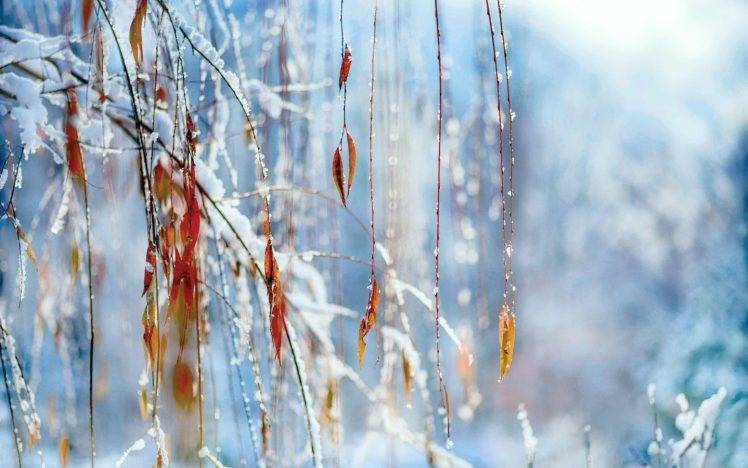 nature, Leaves, Snow, Bokeh HD Wallpaper Desktop Background