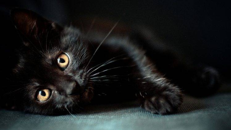 cat, Animals, Black Cats HD Wallpaper Desktop Background
