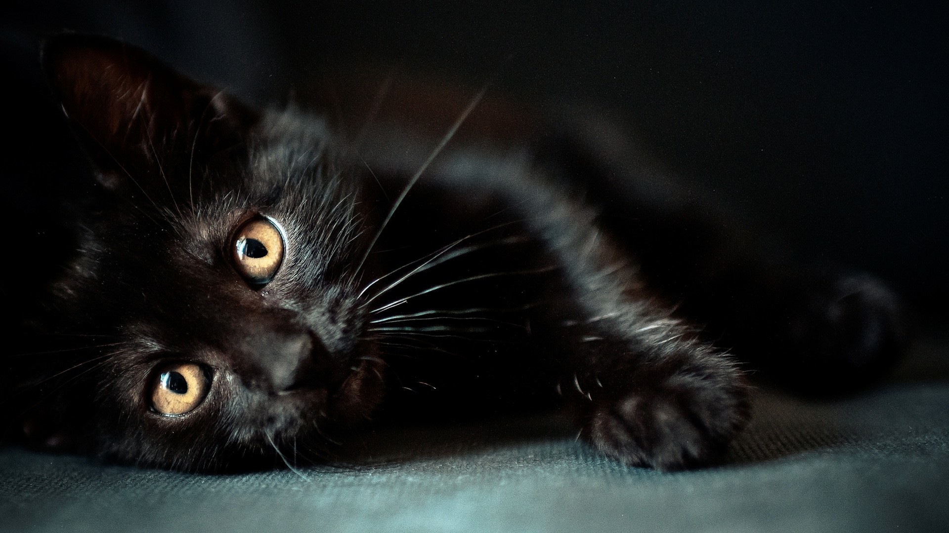 cat, Animals, Black Cats Wallpapers HD / Desktop and ...