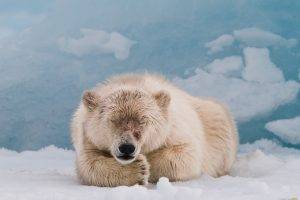 polar Bears, Animals, Snow, National Geographic