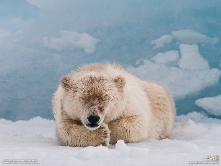 polar Bears, Animals, Snow, National Geographic HD Wallpaper Desktop Background