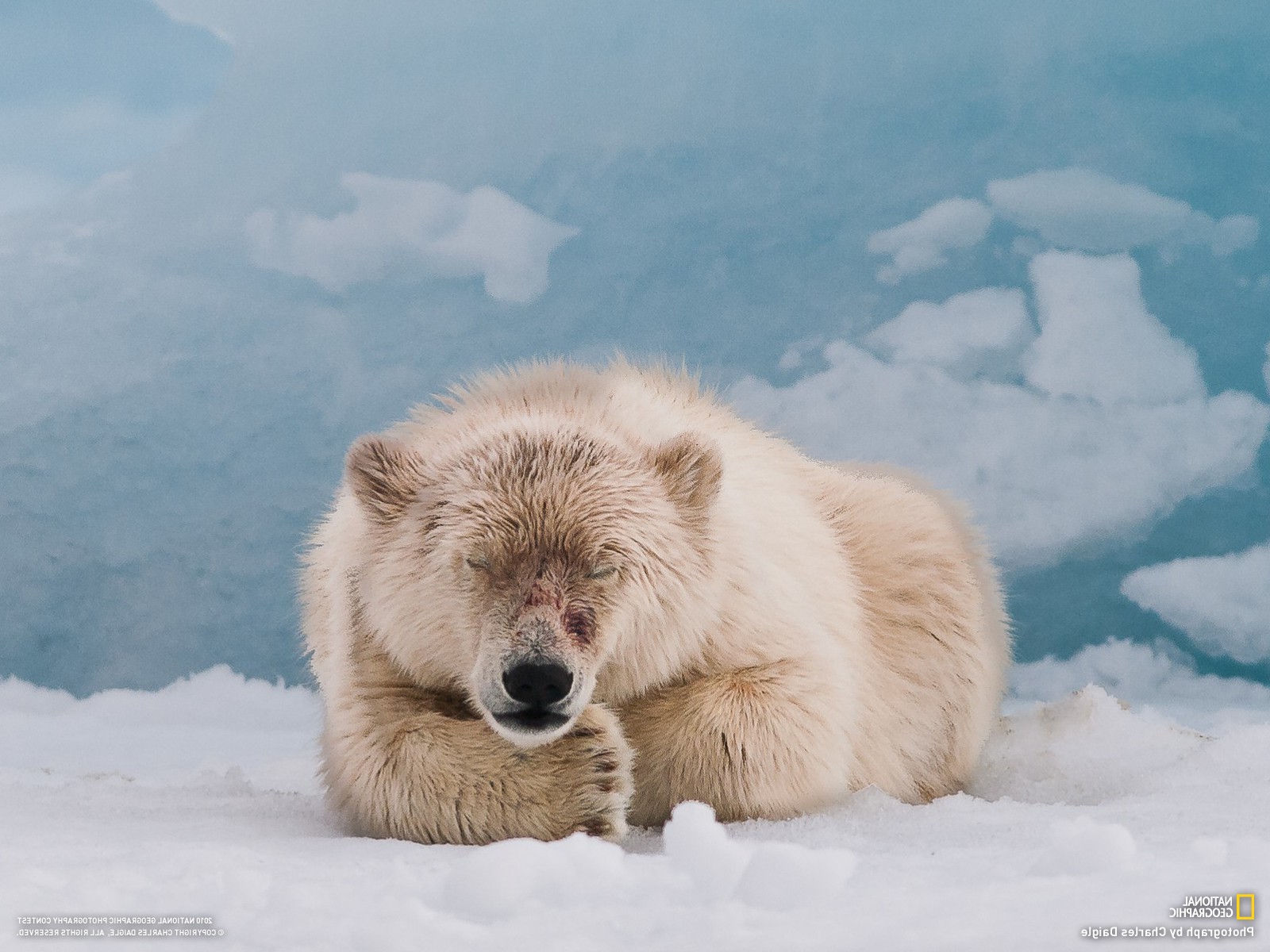 polar Bears, Animals, Snow, National Geographic Wallpaper