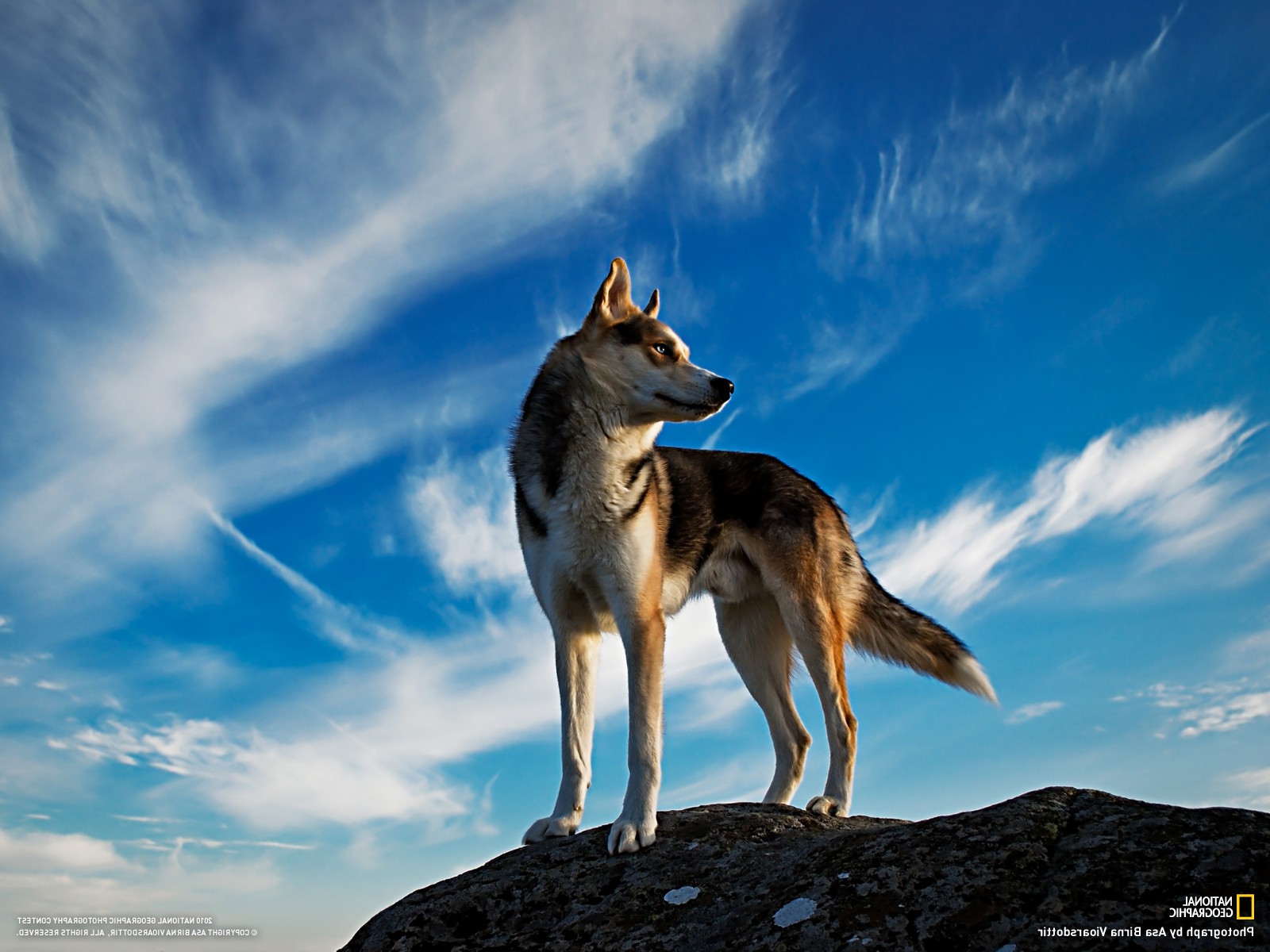 Wolf National Geographic Animals Wallpapers Hd Desktop And