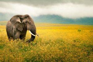 National Geographic, Elephants, Animals
