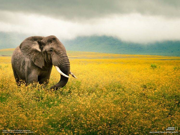 National Geographic, Elephants, Animals HD Wallpaper Desktop Background