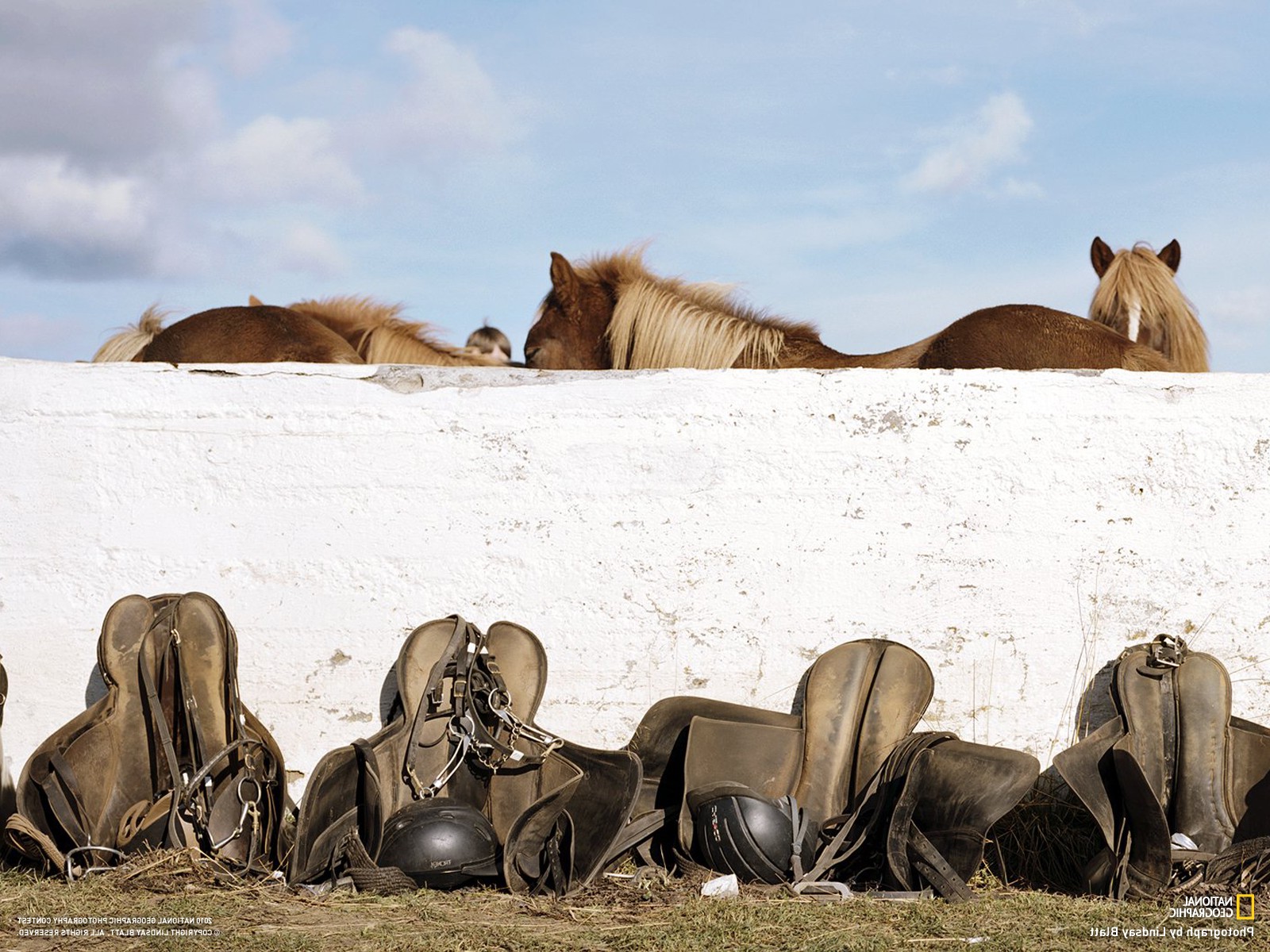 horse, Walls, Animals, National Geographic Wallpaper