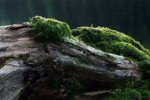 nature, Moss, Log