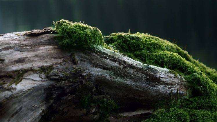 nature, Moss, Log HD Wallpaper Desktop Background