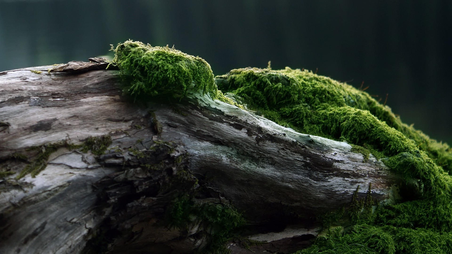 nature, Moss, Log Wallpaper