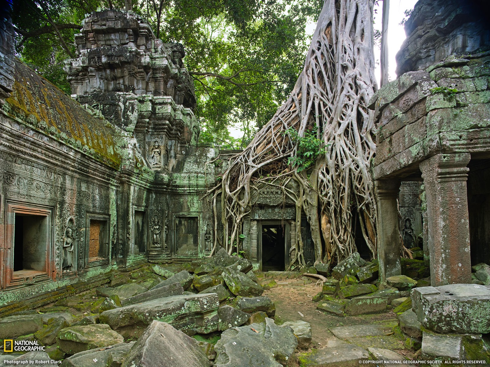 nature, Trees, Temple, Overgrown, National Geographic Wallpaper