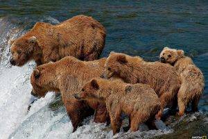 bears, Waterfall, National Geographic, Baby Animals, Animals