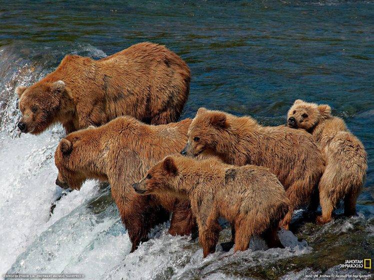 bears, Waterfall, National Geographic, Baby Animals, Animals HD Wallpaper Desktop Background