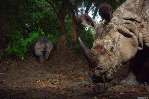 National Geographic, Rhino, Animals