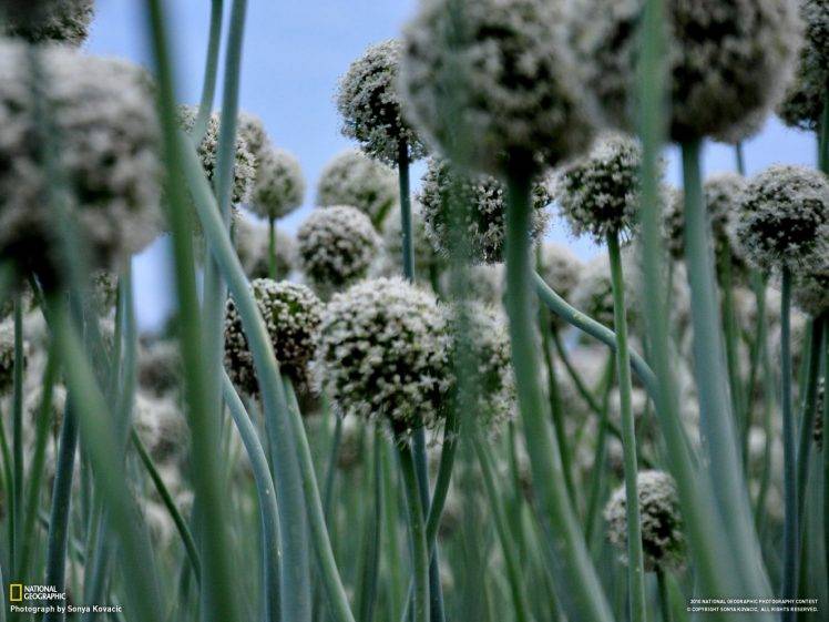 flowers, Nature, National Geographic HD Wallpaper Desktop Background