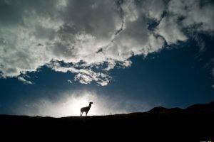 National Geographic, Clouds, Silhouette, Sunlight, Animals, Llamas, Peru
