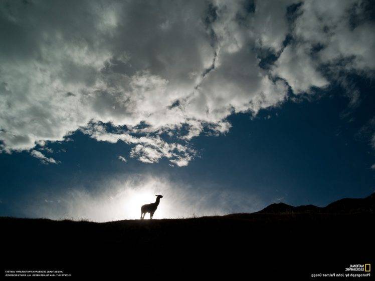 National Geographic, Clouds, Silhouette, Sunlight, Animals, Llamas, Peru HD Wallpaper Desktop Background