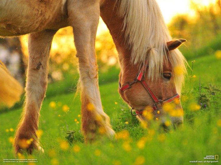 horse, Animals, Depth Of Field, National Geographic HD Wallpaper Desktop Background