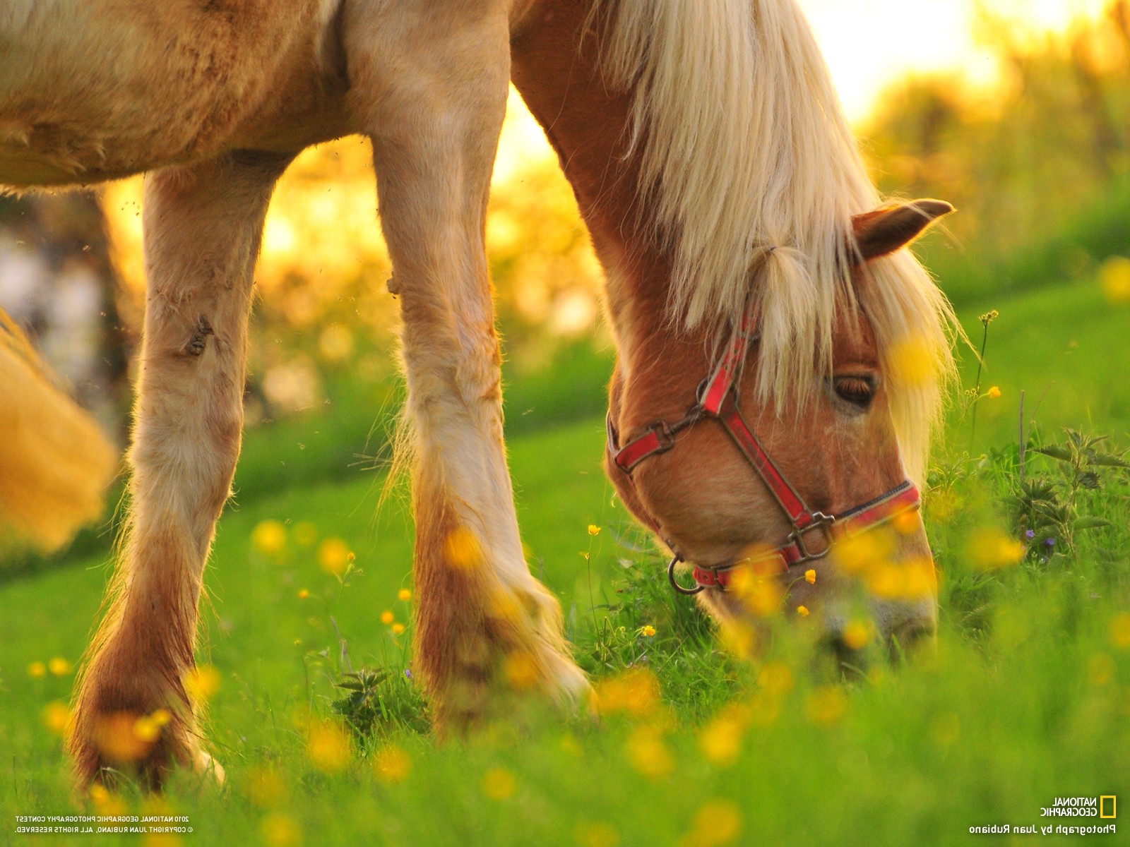 horse, Animals, Depth Of Field, National Geographic Wallpaper