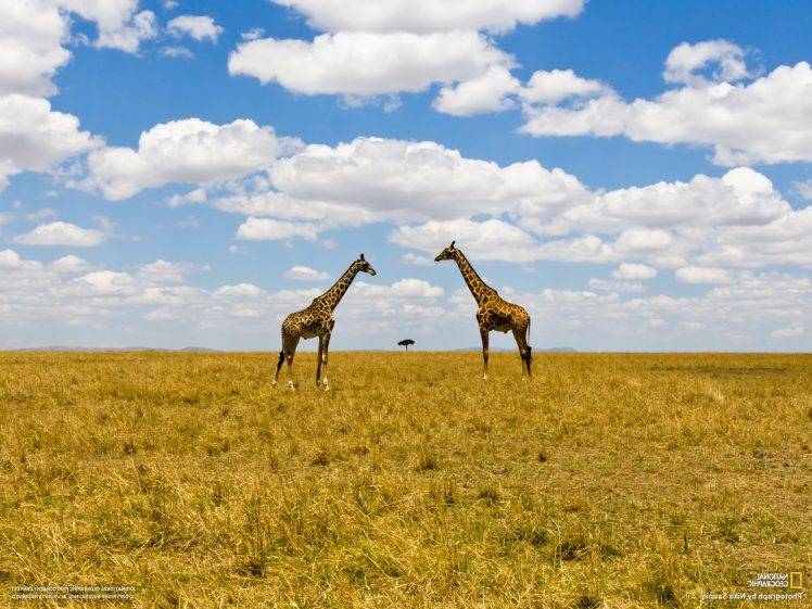 National Geographic, Landscape, Animals, Clouds, Giraffes HD Wallpaper Desktop Background