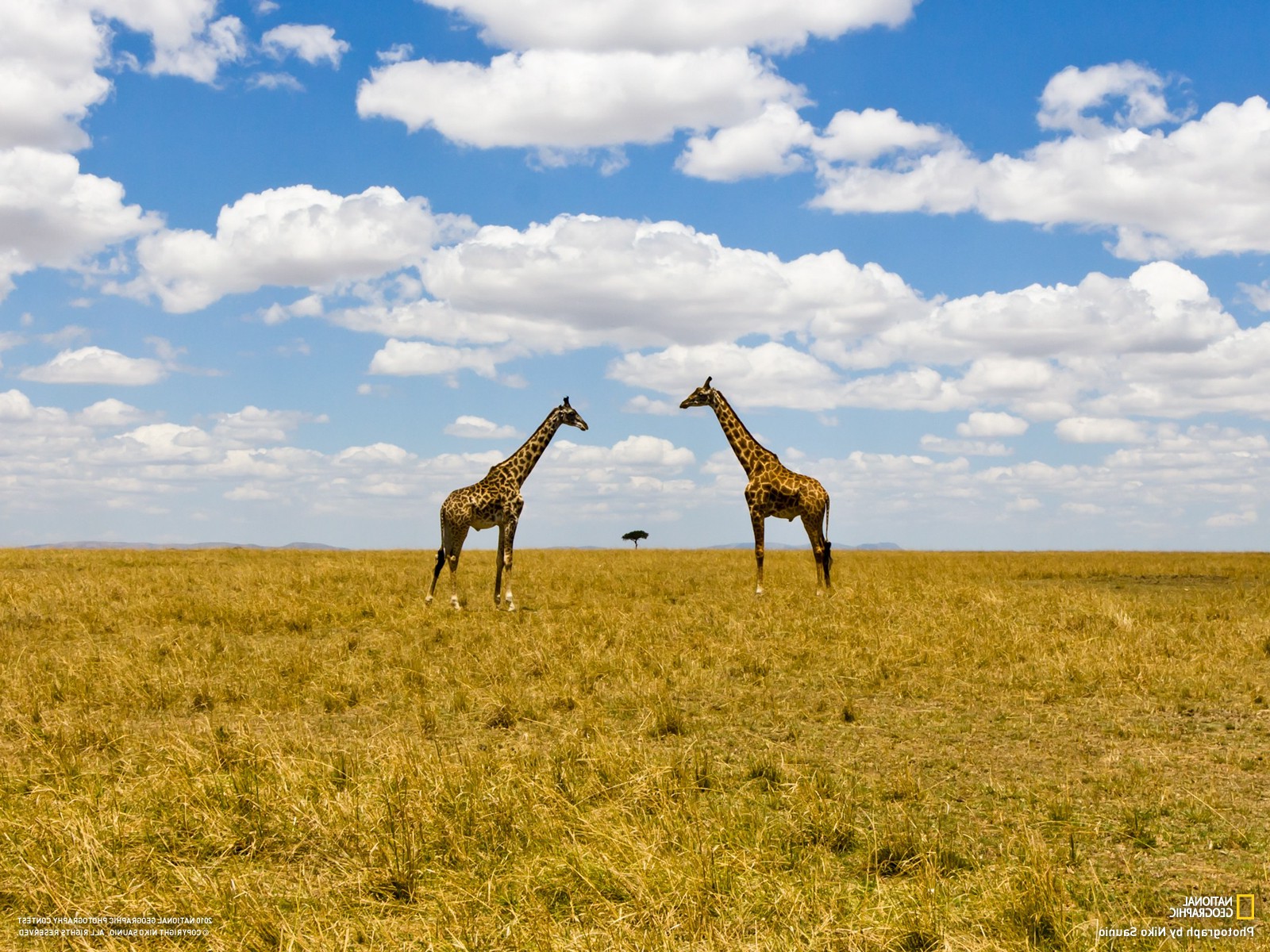 National Geographic, Landscape, Animals, Clouds, Giraffes Wallpaper