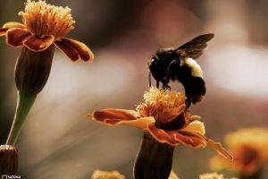 bumblebees, Bees, Flowers, National Geographic, Marigolds