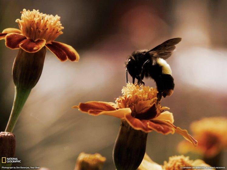 bumblebees, Bees, Flowers, National Geographic, Marigolds HD Wallpaper Desktop Background
