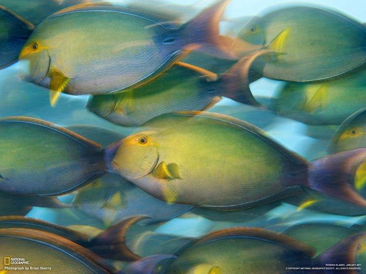National Geographic, Fish, Nature, Water HD Wallpaper Desktop Background
