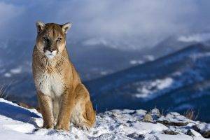 mountain, Snow, Nature, Pumas