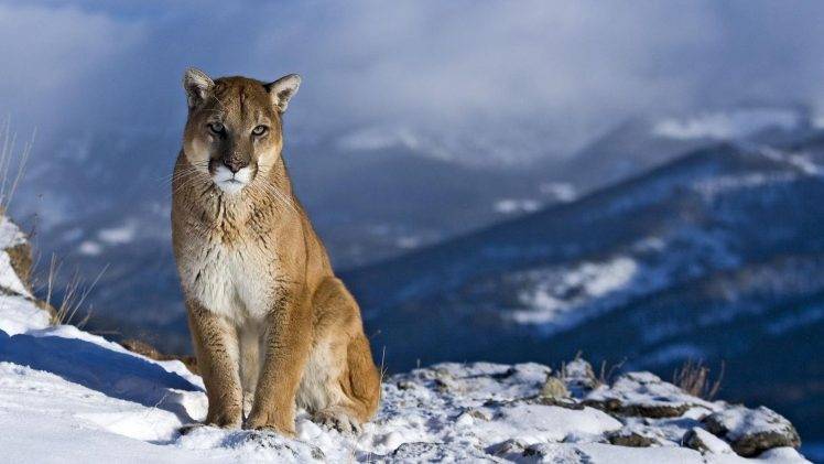 mountain, Snow, Nature, Pumas HD Wallpaper Desktop Background