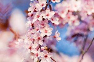 blossoms, Flowers, Pink Flowers, Depth Of Field