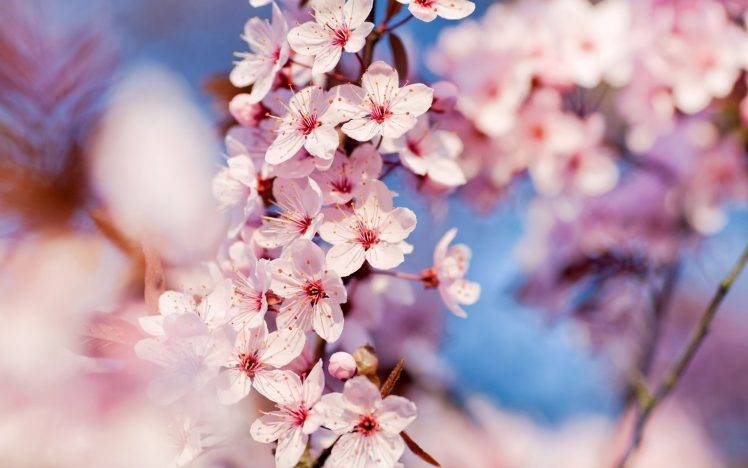 blossoms, Flowers, Pink Flowers, Depth Of Field HD Wallpaper Desktop Background