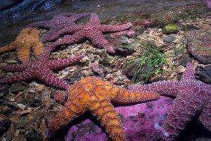 starfish, Animals, Underwater