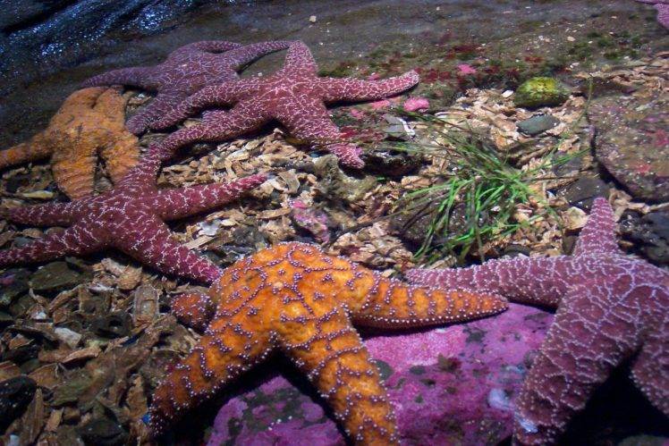 starfish, Animals, Underwater HD Wallpaper Desktop Background