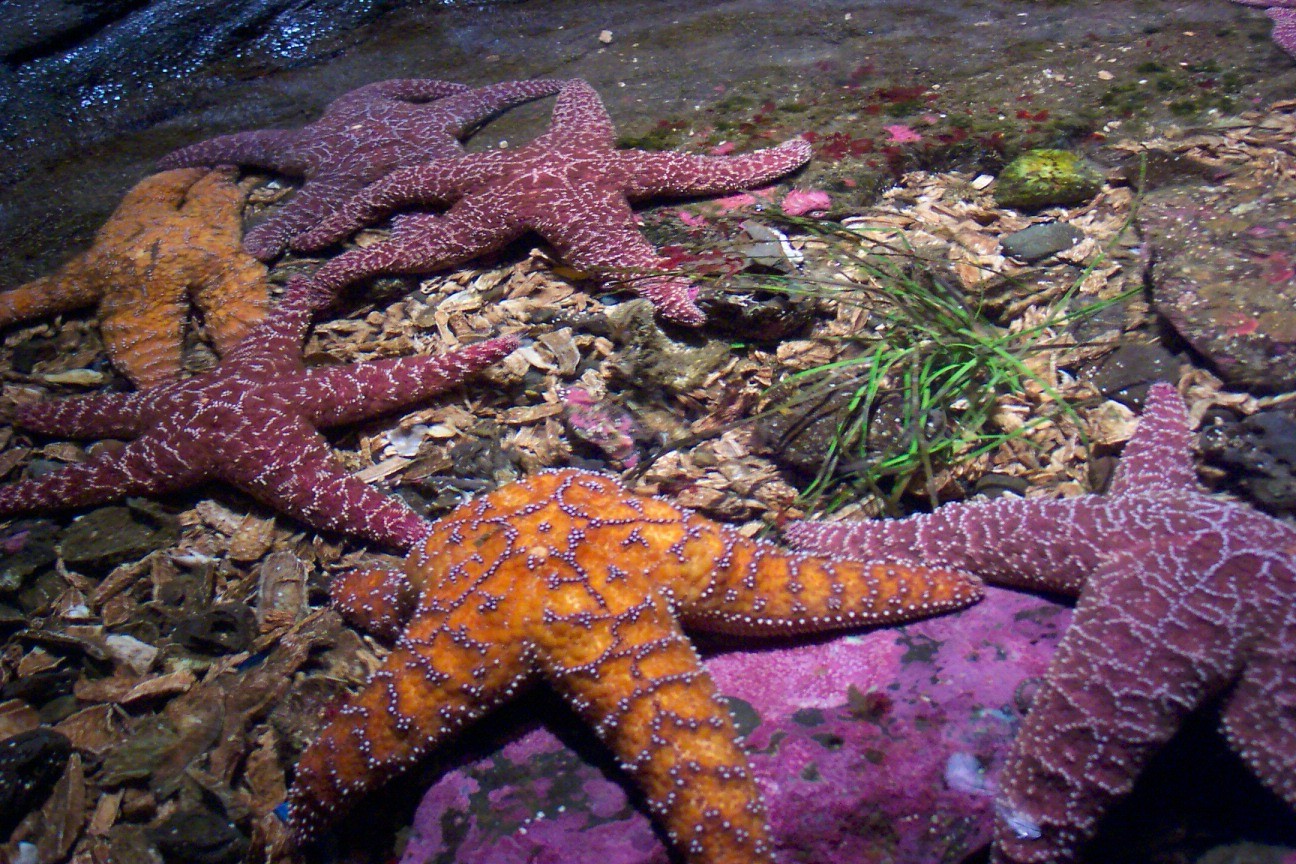 starfish, Animals, Underwater Wallpaper
